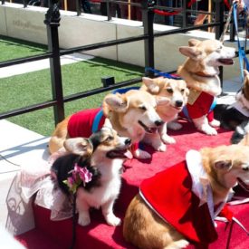 Why These Corgis Were Dressed Like the British Royal Family