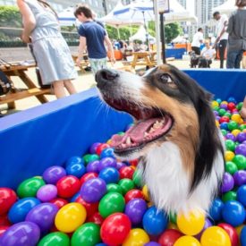 How This Event Gave Dogs Their Best Day Ever